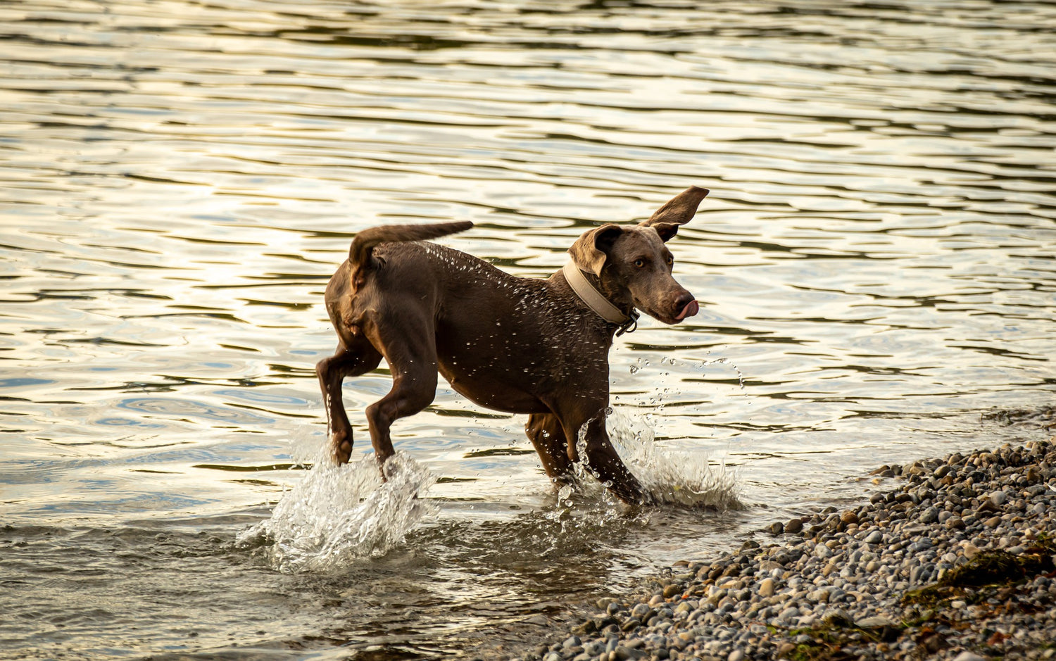 Why choose a RAW FOOD DIET for your pet?