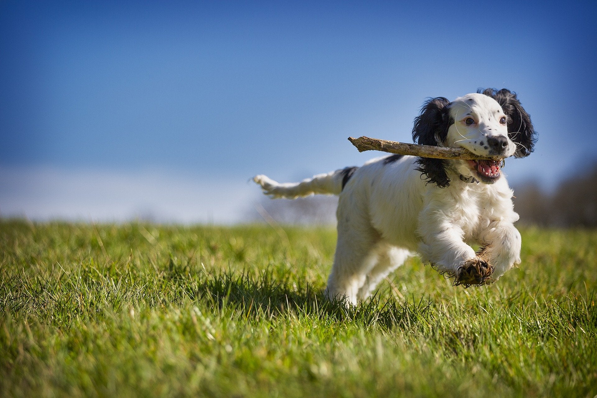 Praise for LOVE YOUR PET raw dog and cat food