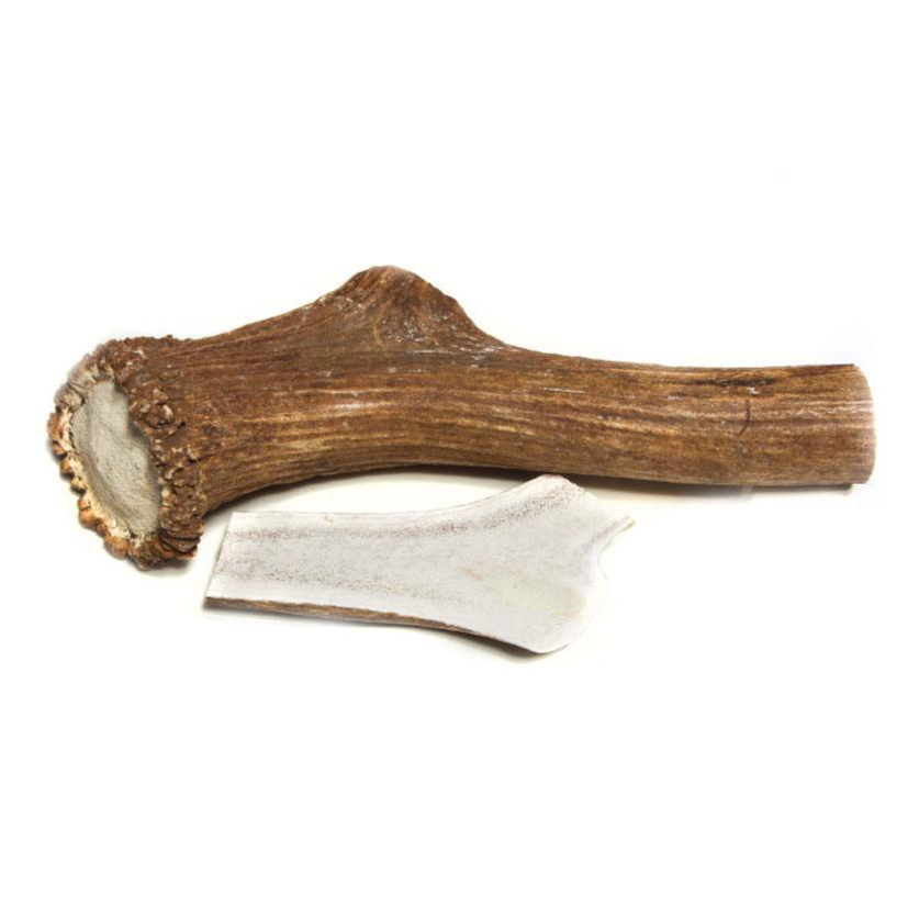 Wild Elk Antler